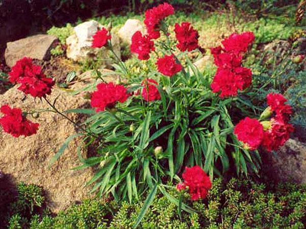 clavel shabo en paisaje