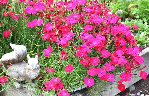 Cama de flores de clavel hierba perenne