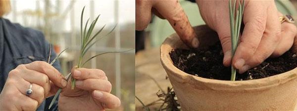 el proceso de plantar esquejes