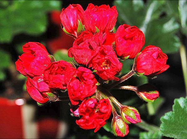 Inflorescence de géranium de la variété Lilian Andrea