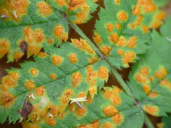 rouille sur les feuilles de sorbier