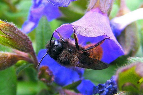 polinización de una flor