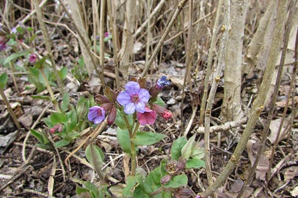 pulmonaria en la naturaleza