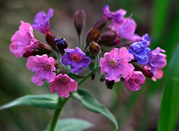 aplicación de pulmonaria fresca