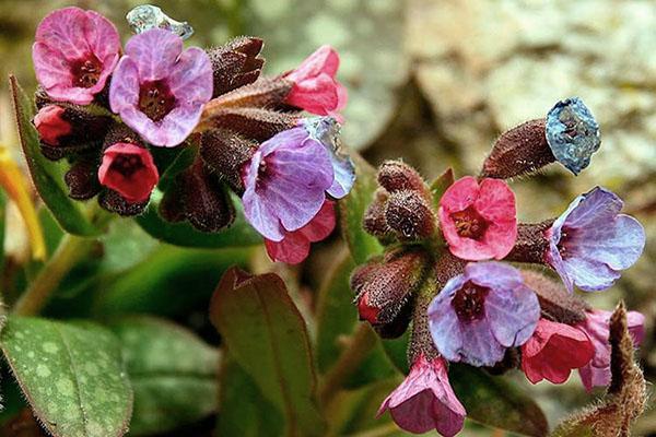 propiedades curativas de la pulmonaria