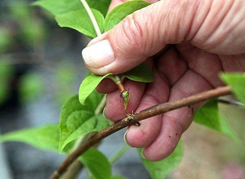 Coupe de branches