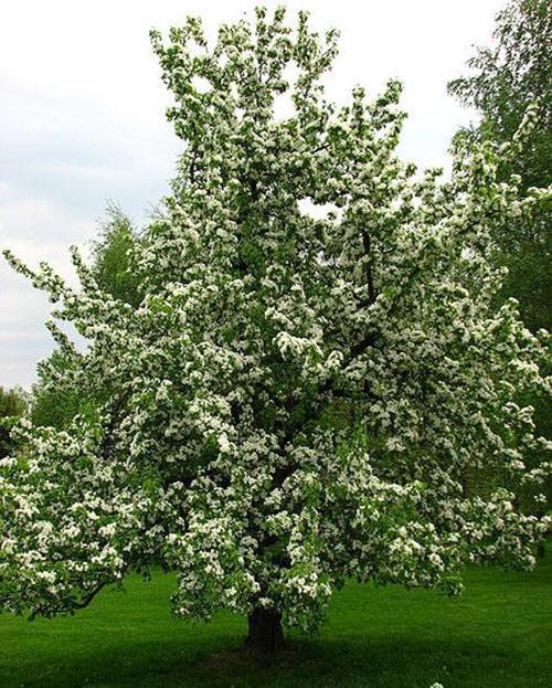 Flores de pera Severyanka