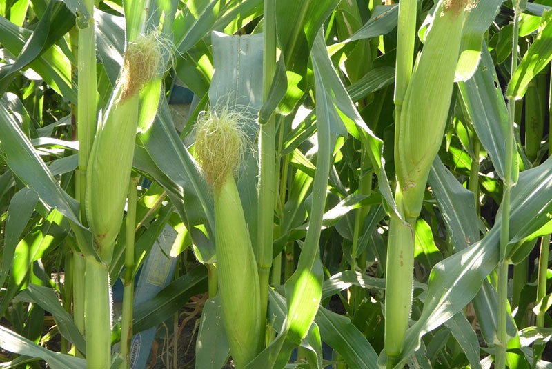 stades de maturation du maïs