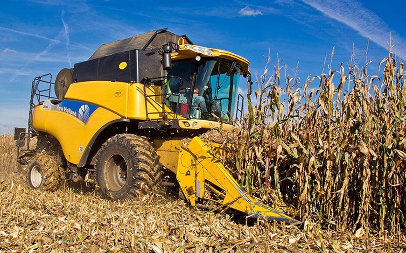 récolte du maïs pour le grain