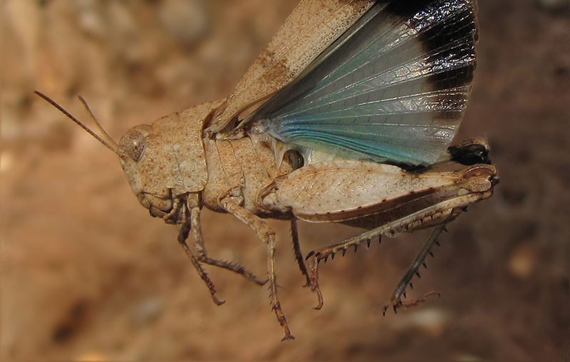 langosta de alas azules