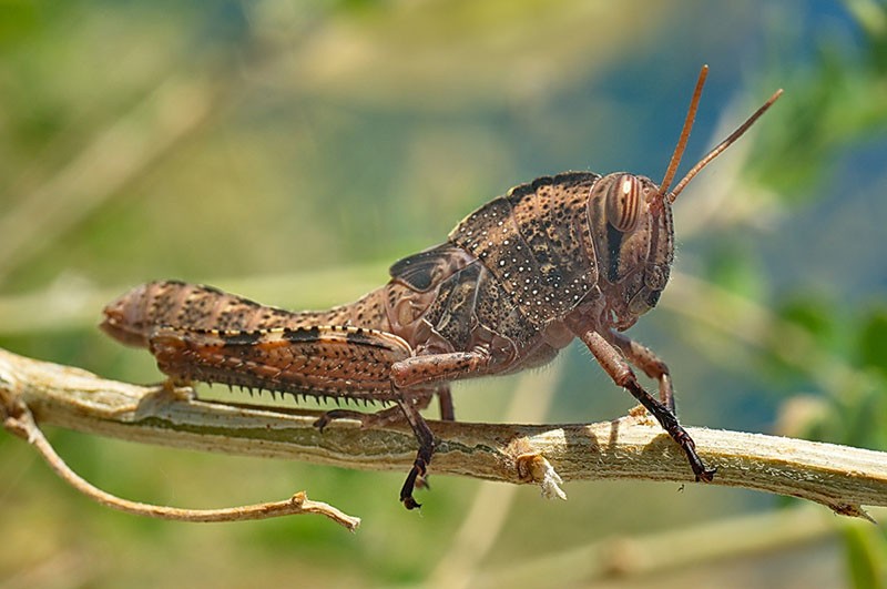 Langosta egipcia