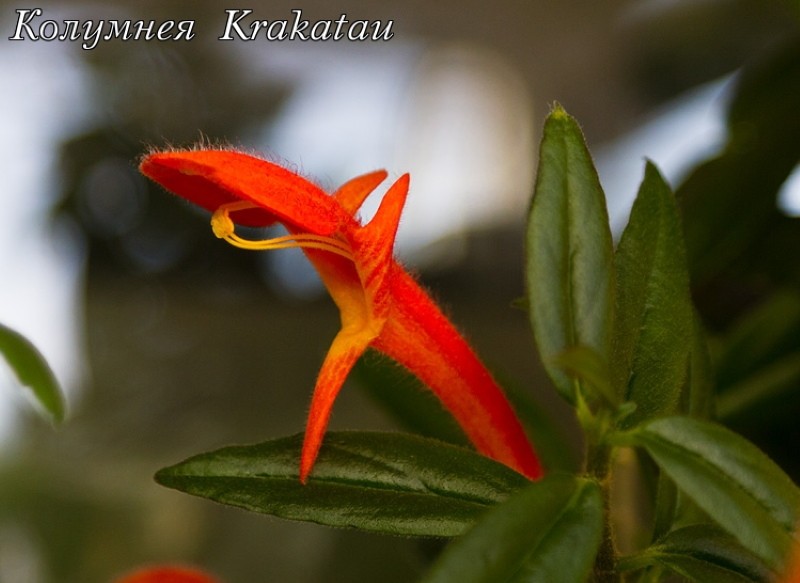 kolumnei krakatoa en flor