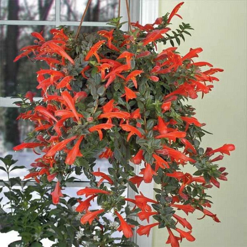 Columnea Kracatoa