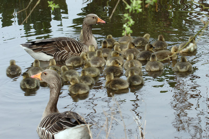 famille d'oies sauvages