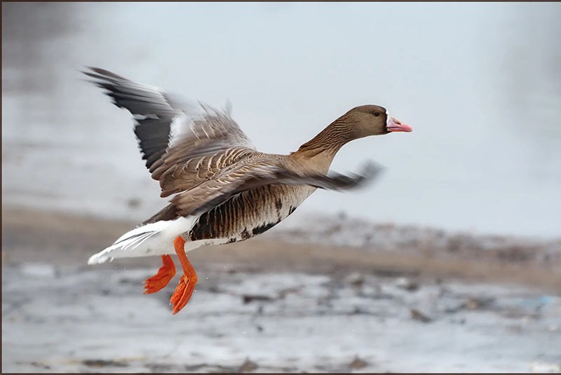 vol d'oies sauvages