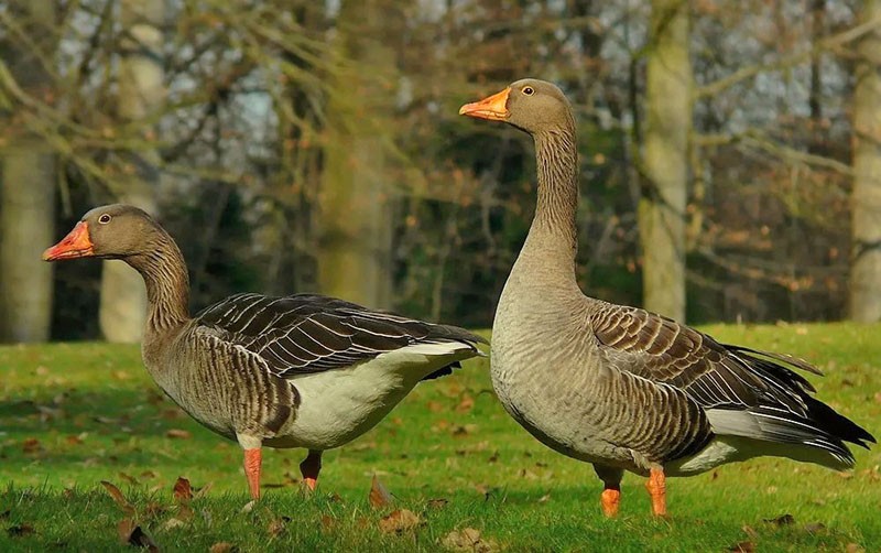 types populaires d'oies sauvages