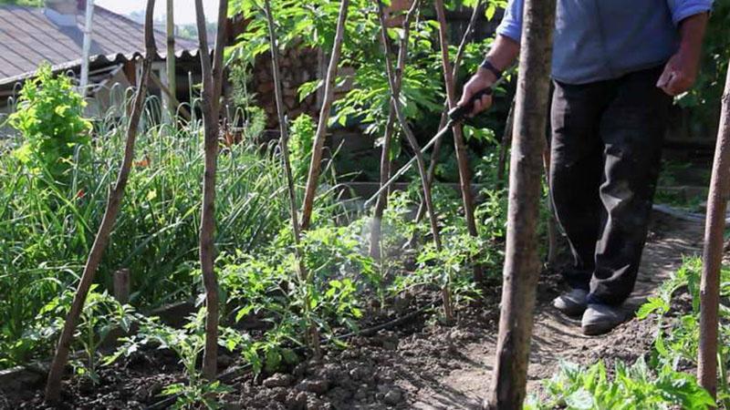 procesamiento de tomates con ácido bórico, yodo y permanganato de potasio