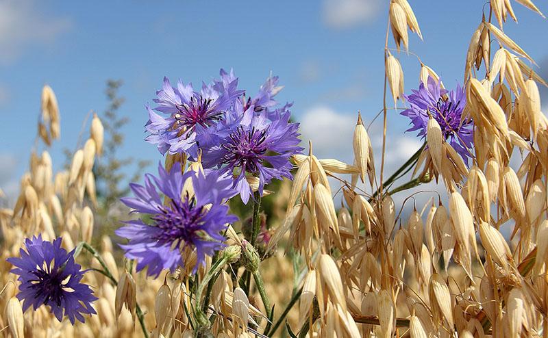 champ de céréales