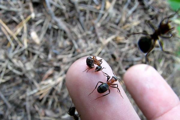 hormigas en el jardin