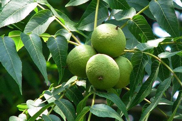 fruits verts de noix noire