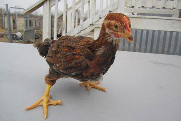 Gallo de un mes