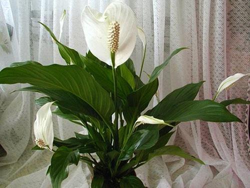 Spathiphyllum fleurit dans de bonnes conditions