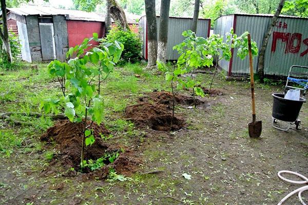 site de plantation de tilleul