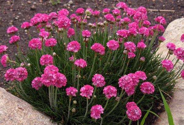 armeria bord de mer