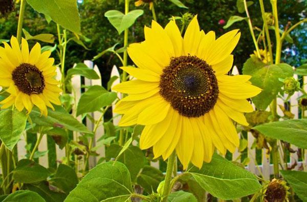 tournesol décoratif