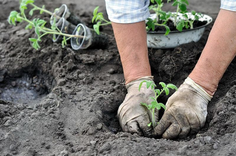 cómo utilizar la harina de pescado como fertilizante para los tomates