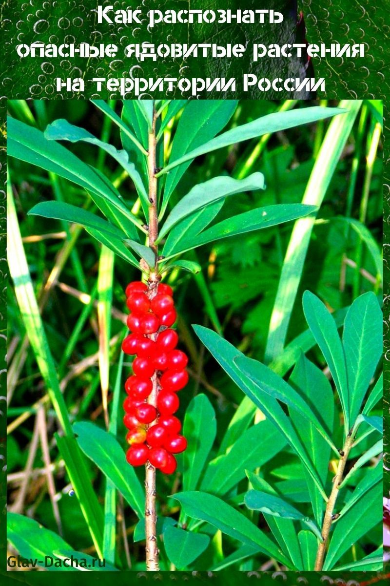 plantas venenosas