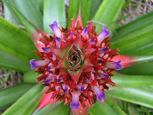 Fleurs d'inflorescence d'ananas