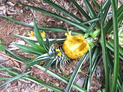 Ananas mûrs au goût des oiseaux