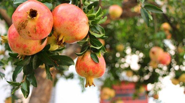 les fruits de grenade mûrissent