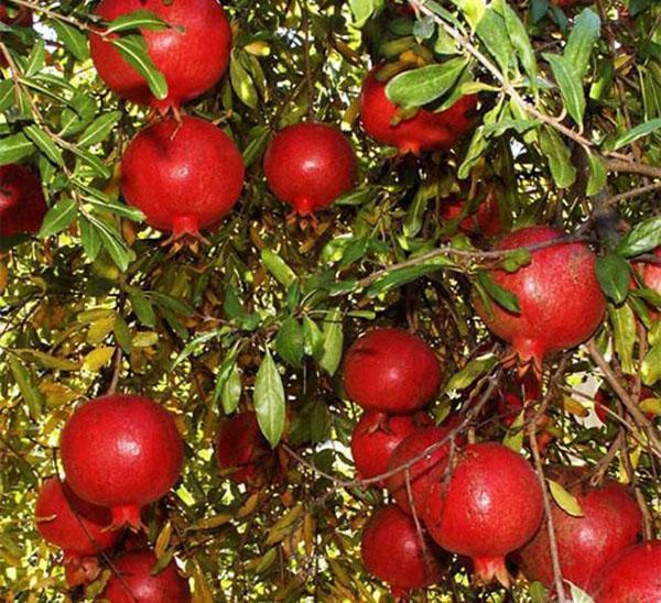 grenade aux fruits royaux