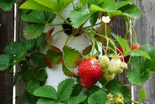 fresas en un macizo de flores de una tubería