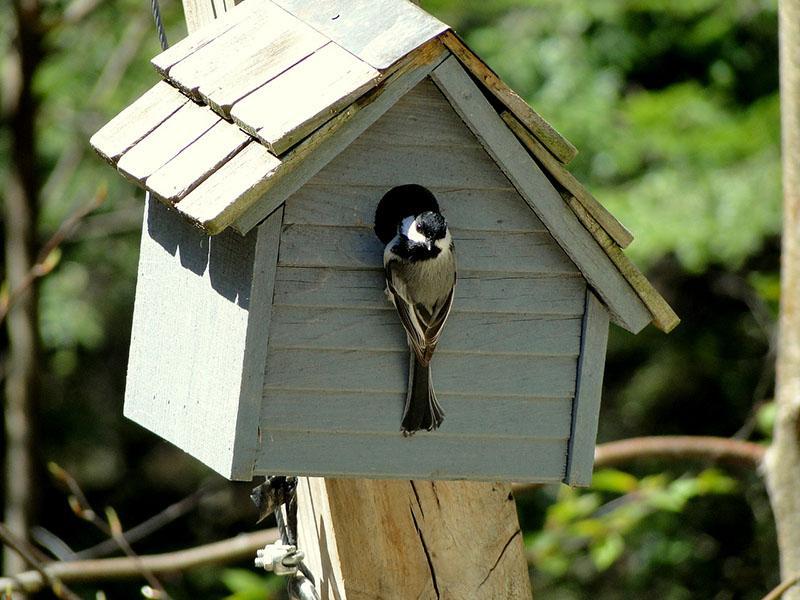 mésange