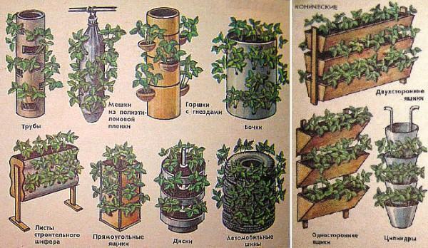 options pour les parterres de fleurs verticaux