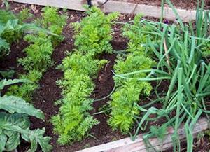 Cebollas y zanahorias en el mismo jardín.