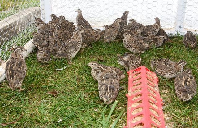 Cailles dans une volière d'été sur l'herbe