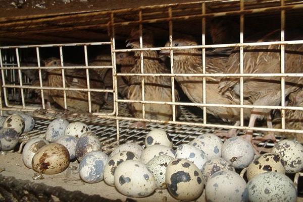 Élevage de poules cailles