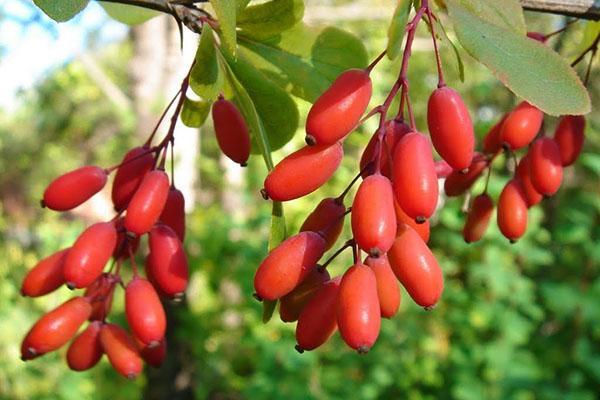 cómo guardar el cornejo para el invierno