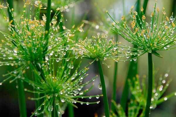 cyperus hidratante