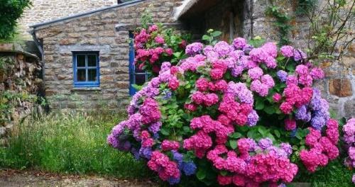 hortensia de jardín