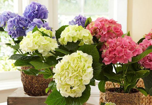 hortensia en pot