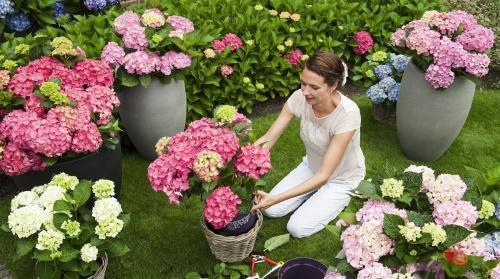 comment prendre soin de l'hortensia