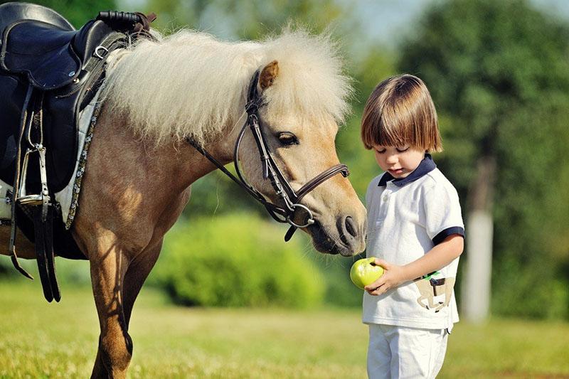 pomme pour poney