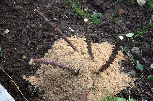 mulching rosas