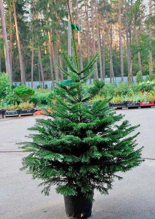 Sapin de Nordman