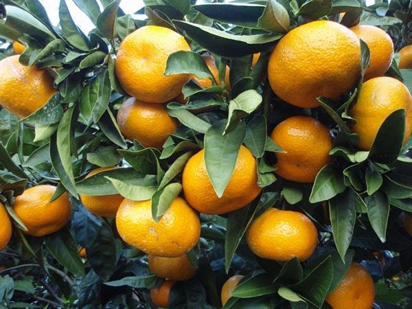 mandarine d'intérieur en fruits